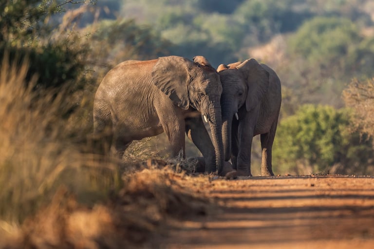 A herd of elephants takes a dust bath in the road, their massive bodies covered in fine dust as they interact playfully; sharp focus captures the dynamic movement and textured skin under warm natural light